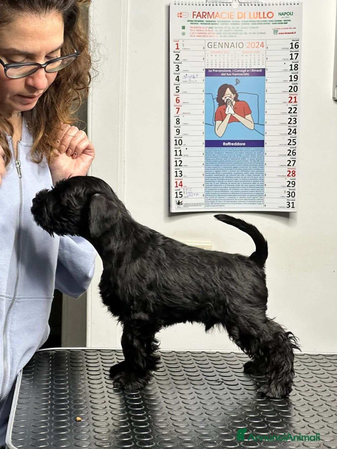 Mini Schnauzer cani in vendita: Schnauzer Nano nero  - Annuncio 12