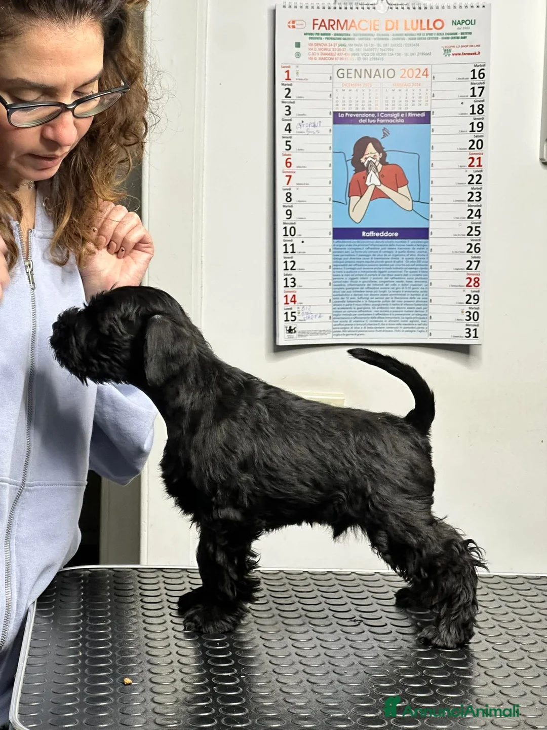 Mini Schnauzer cani in vendita: Schnauzer Nano nero  - Annuncio 12