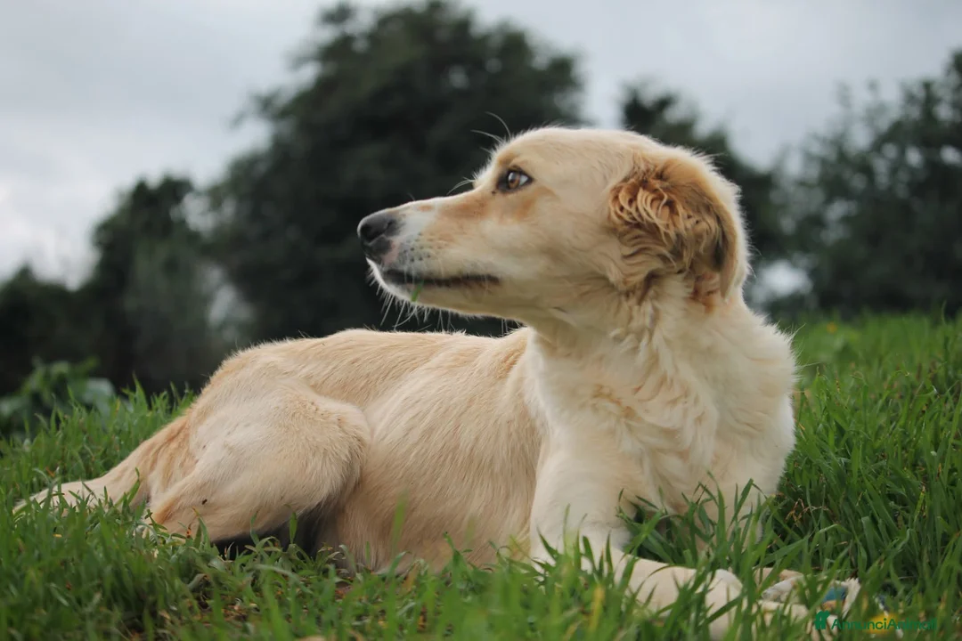 Meticcio cani in regalo: 🍃Iris la piccola esploratrice dal cuore libero - Annuncio 2