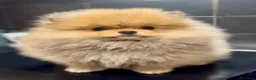 Spitz cani in vendita: Pomerania Spitz Toy nano  - Annuncio 6