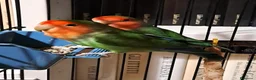 Altre razze gatti in regalo: Splendidi pappagallini cercano adozione - Annuncio 3