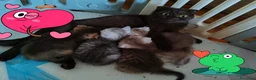Scottish gatti in vendita: Gattini scottish fold, scottish straight - Annuncio 4