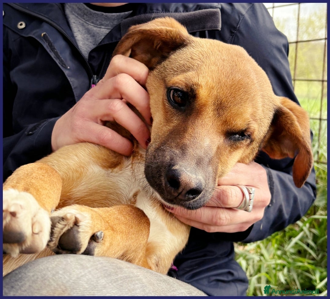 Meticcio cani in regalo: GUE' PEQUENO, 2 ANNI, POCO PIU' DI 10 KG, UN TENER a Città metropolitana di Milano - Annuncio 7
