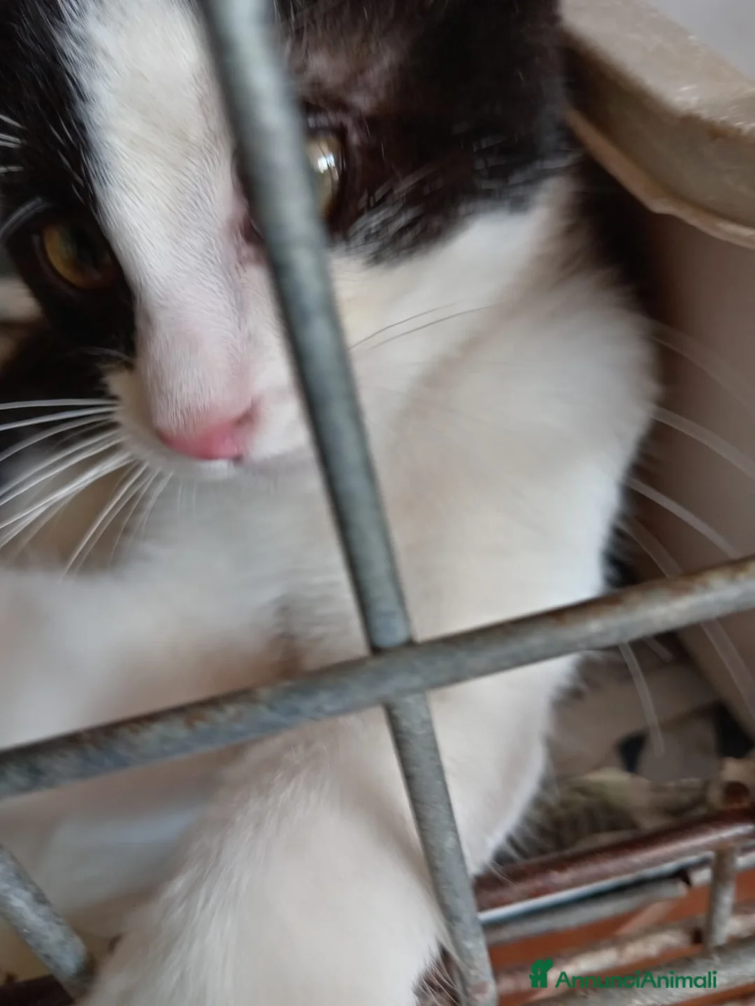 Europeo gatti in regalo: gatti cuccioli 2 mesi cercano casa❤️ - Annuncio 2