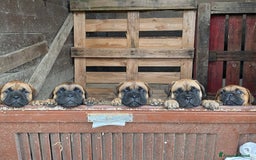 Bullmastiff cani in vendita: Cuccioli Bullmastiff  - Immagine 16