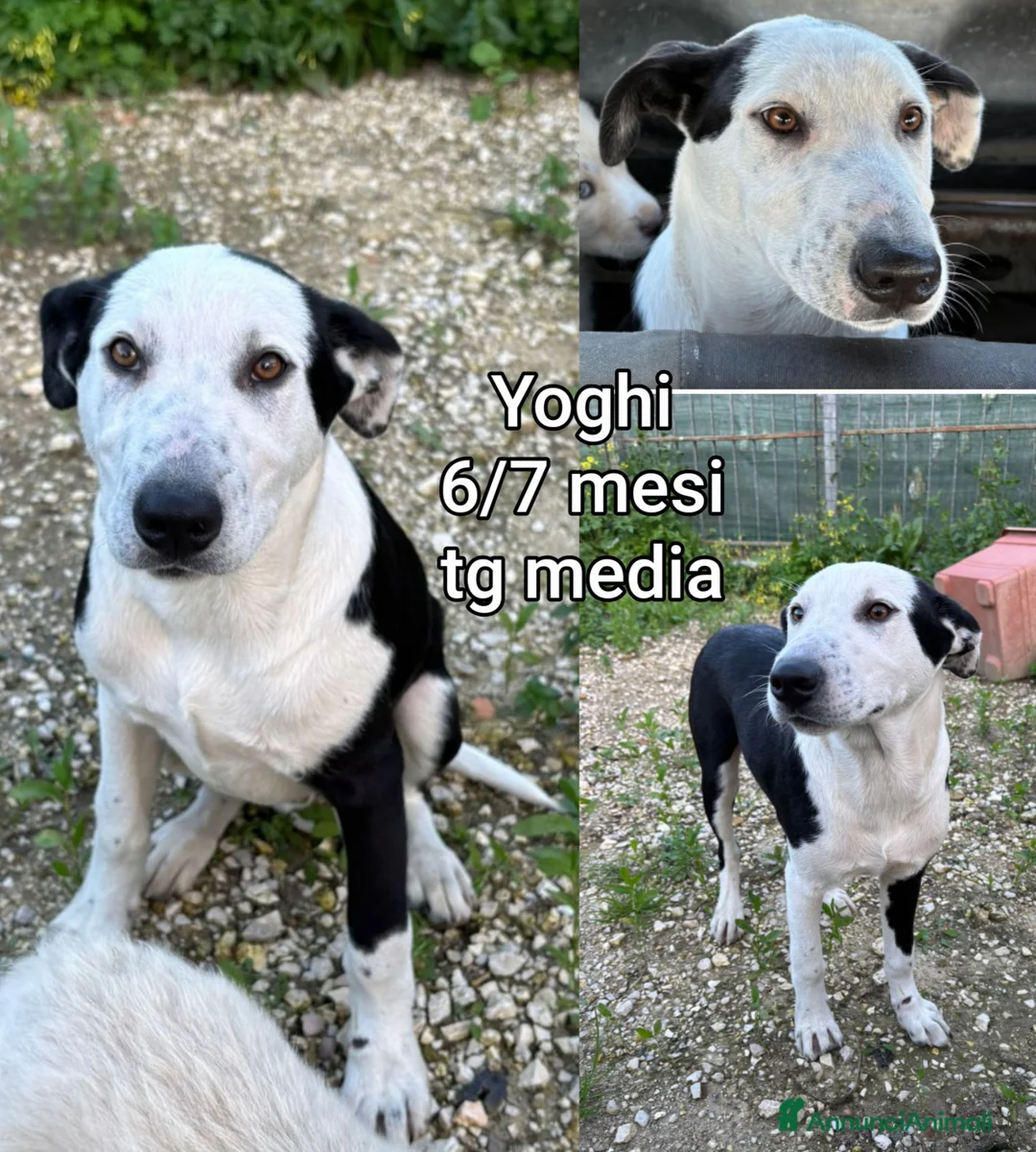 Meticcio cani in regalo: TROPPI CUCCIOLI ABBANDONATI  a Provincia di Verona - Annuncio 10