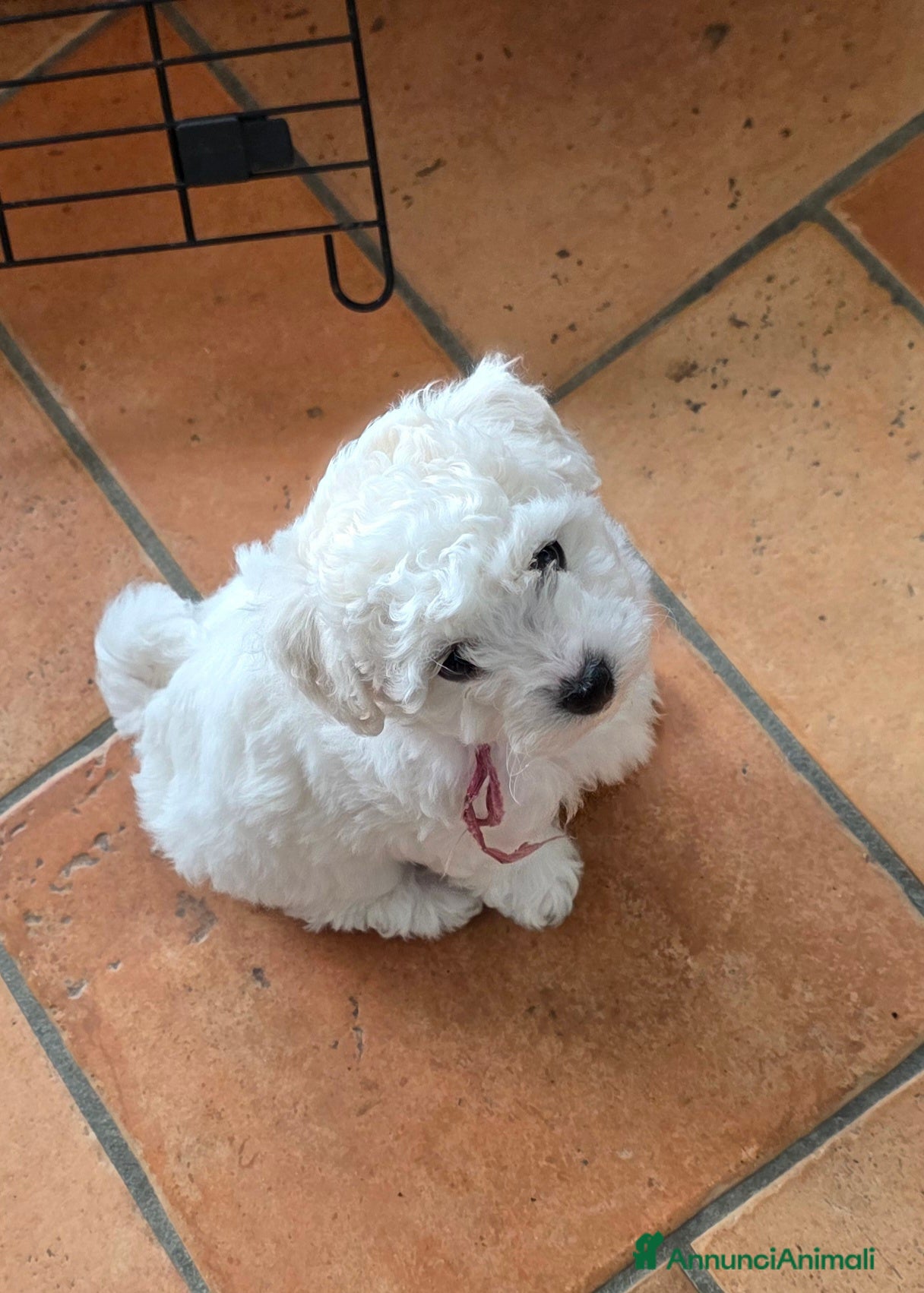 Bichon cani Cucciole di bichon frisè  - Annuncio 2