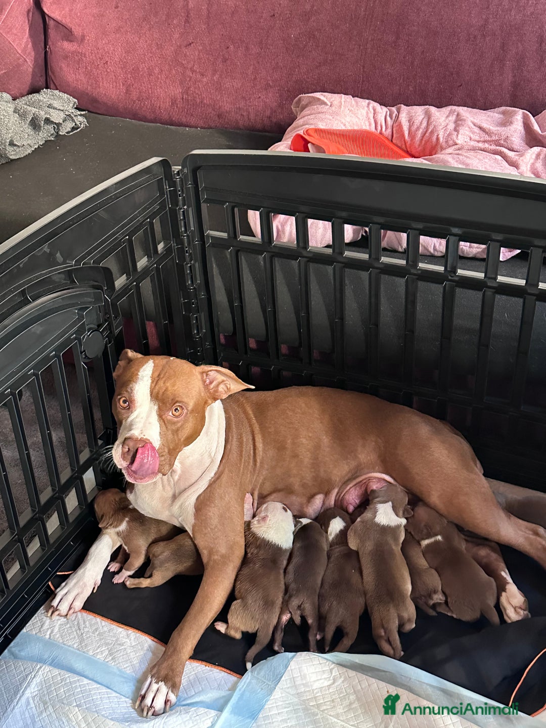 Pitbull cani in vendita: American Pitbull terrier rednose - Annuncio 9