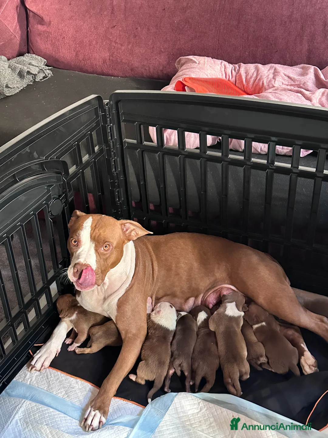 Pitbull cani in vendita: American Pitbull terrier rednose - Annuncio 9