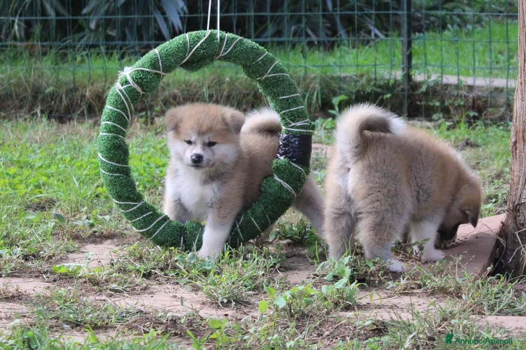 Akita Inu cani in vendita: CUCCIOLI AKITA INU  a Province of Monza and Brianza - Annuncio 6