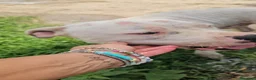 Dogo Argentino cani in regalo: Giovanni: Dogo Argentino dolce equilbrato  - Annuncio 5