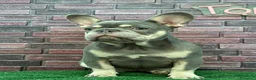 Bulldog Francese cani in vendita: Bulldog francese  a Città Metropolitana di Napoli - Annuncio 5