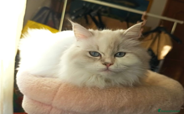 Persiano gatti a Provincia di Reggio Emilia - Annuncio 20