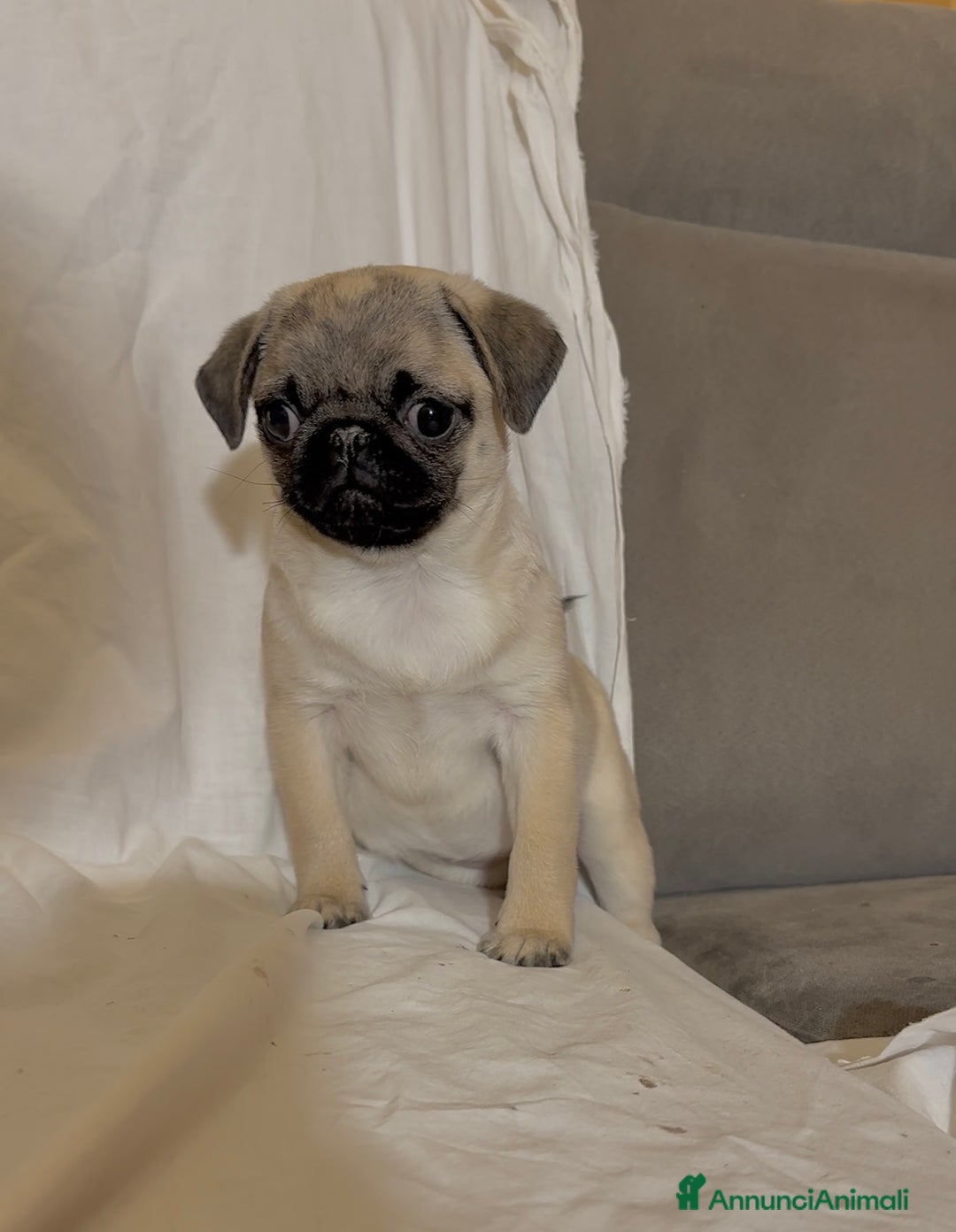 Carlino cani in vendita: Carlino- cucciolo Allevamento ENCI-FCI - Annuncio 2