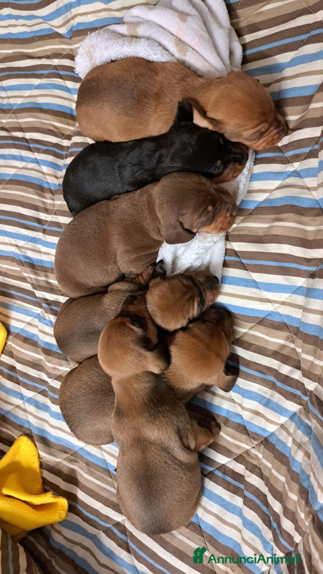 Bassotto cani in vendita: Bassotto Tedesco Standard - Annuncio 2