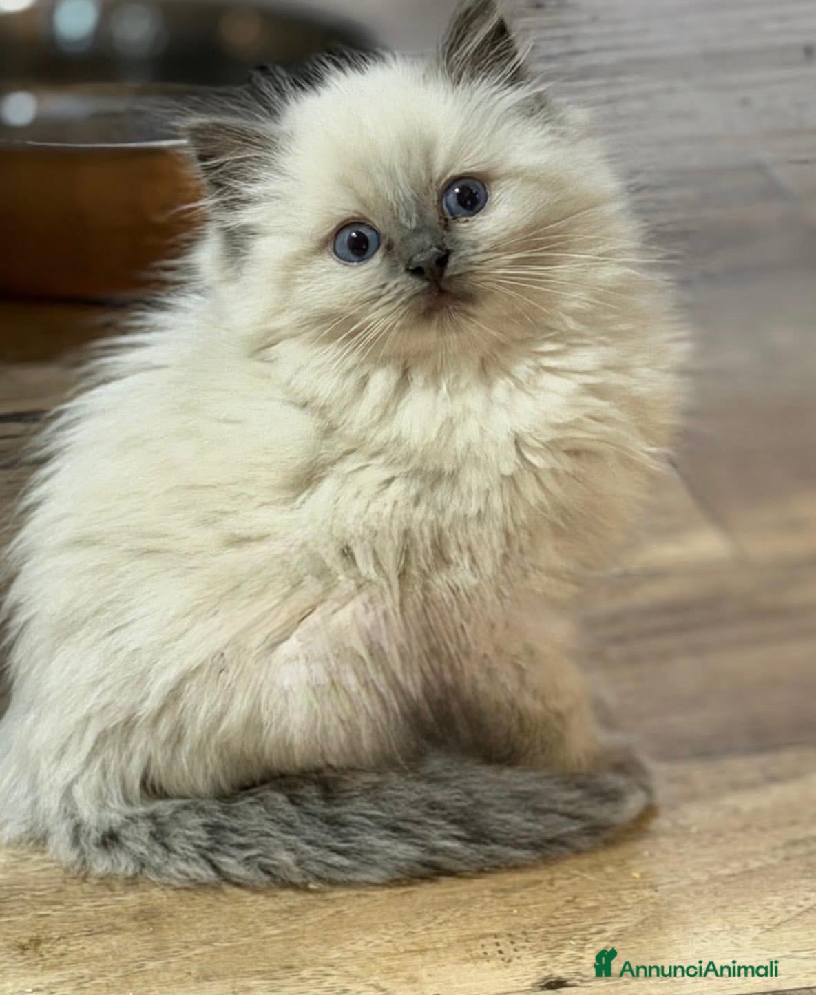 Ragdoll gatti Bellissimi cuccioli di ragdoll - Annuncio 5