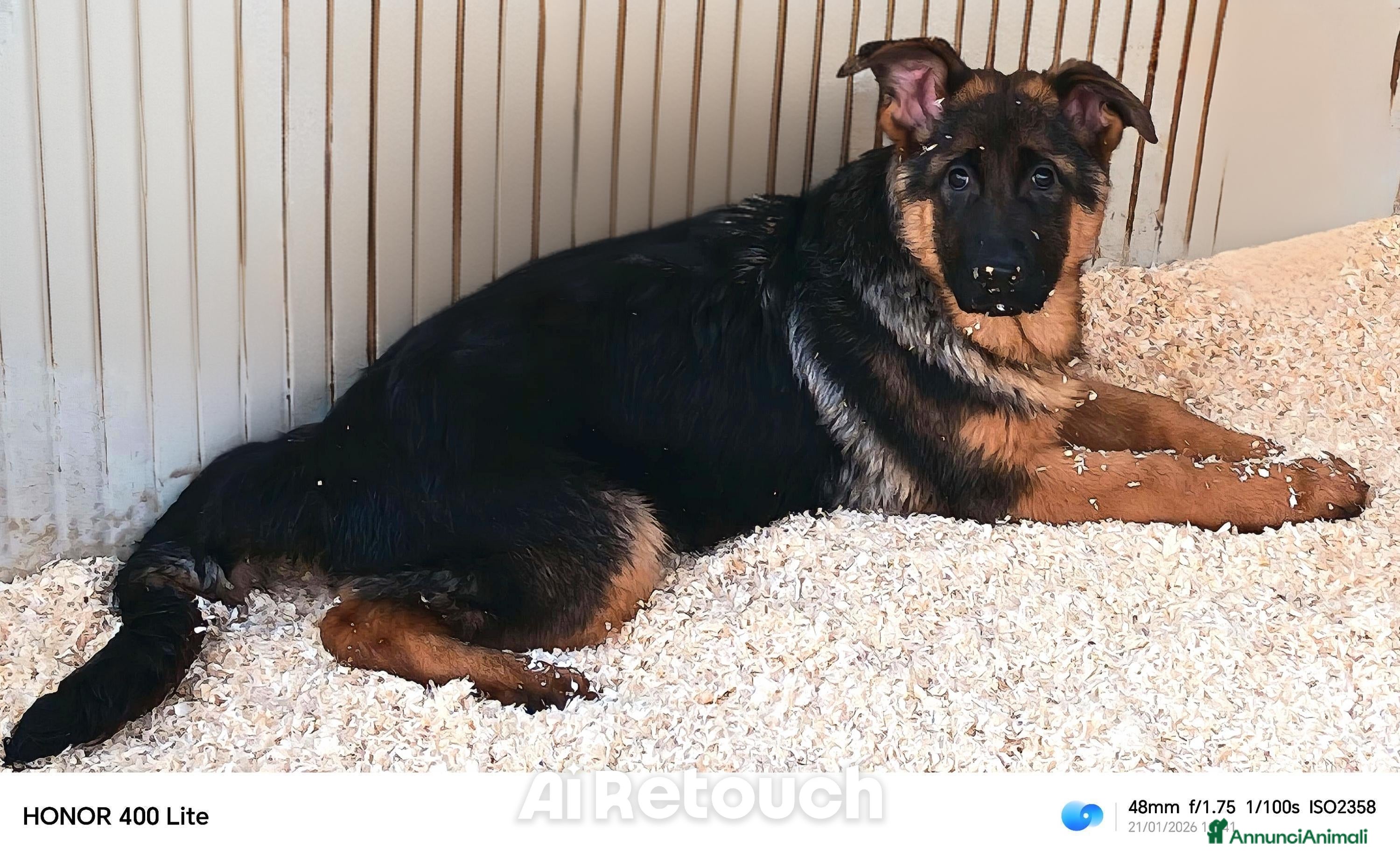 Pastore Tedesco cani Cucciole femmine di pastore tedesco  - Annuncio 2