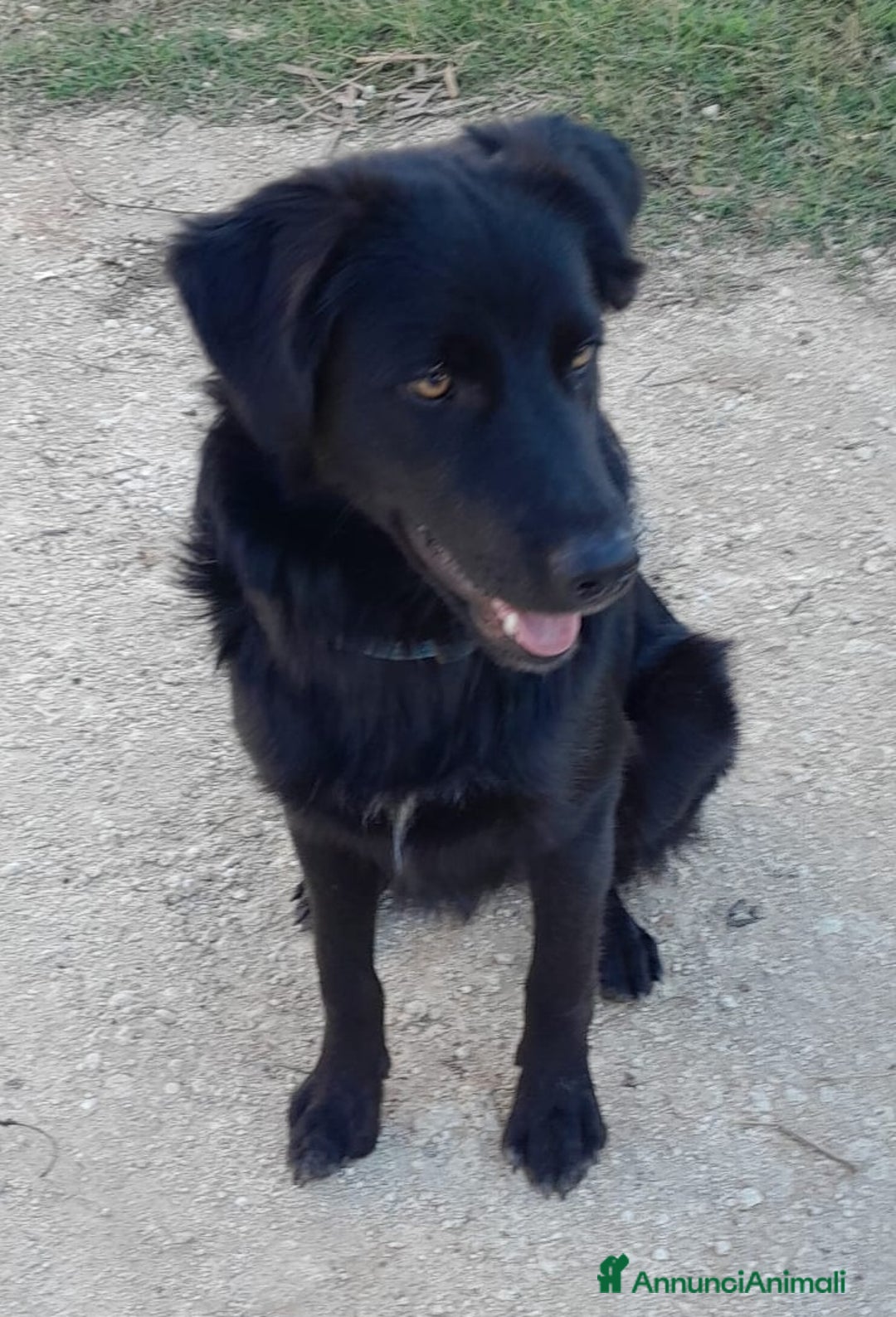 Meticcio cani in regalo: LUCIO MIX LABRADOR/BORDER COLLIE - Annuncio 2