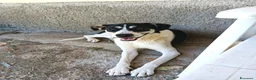 Meticcio cani in regalo: Luna una cagnolona invisibile in cerca di casa  - Annuncio 4
