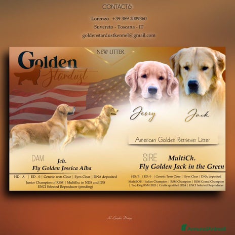 Golden Retriever cani Cuccioli Golden retriever linea americana - Annuncio 9