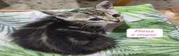 Meticcio gatti in regalo: Tanti gattini desiderosi di trovare famiglia  a Provincia di Prato - Annuncio 8