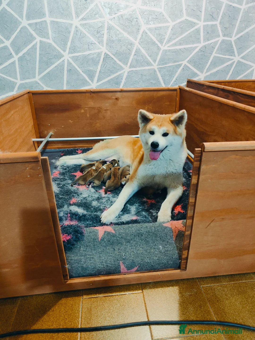 Akita Inu cani in vendita: Cuccioli di AKITA da allevamento ENCI  - Annuncio 2