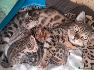 Bengala gatti Bengala cuccioli con pedegree - Annuncio 1