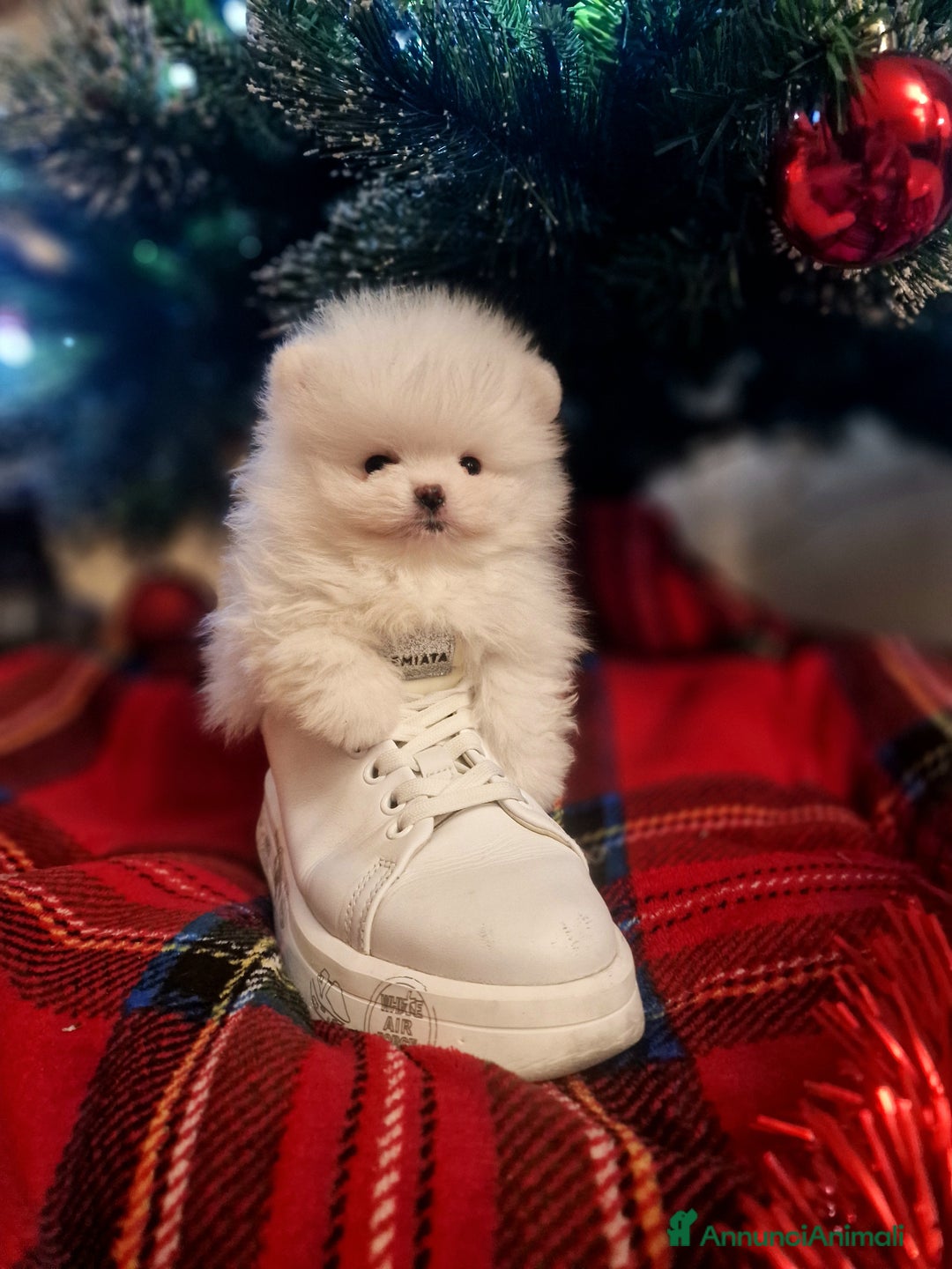 Spitz cani in vendita: Spitz di Pomerania / Volpino tedesco nano - Annuncio 13