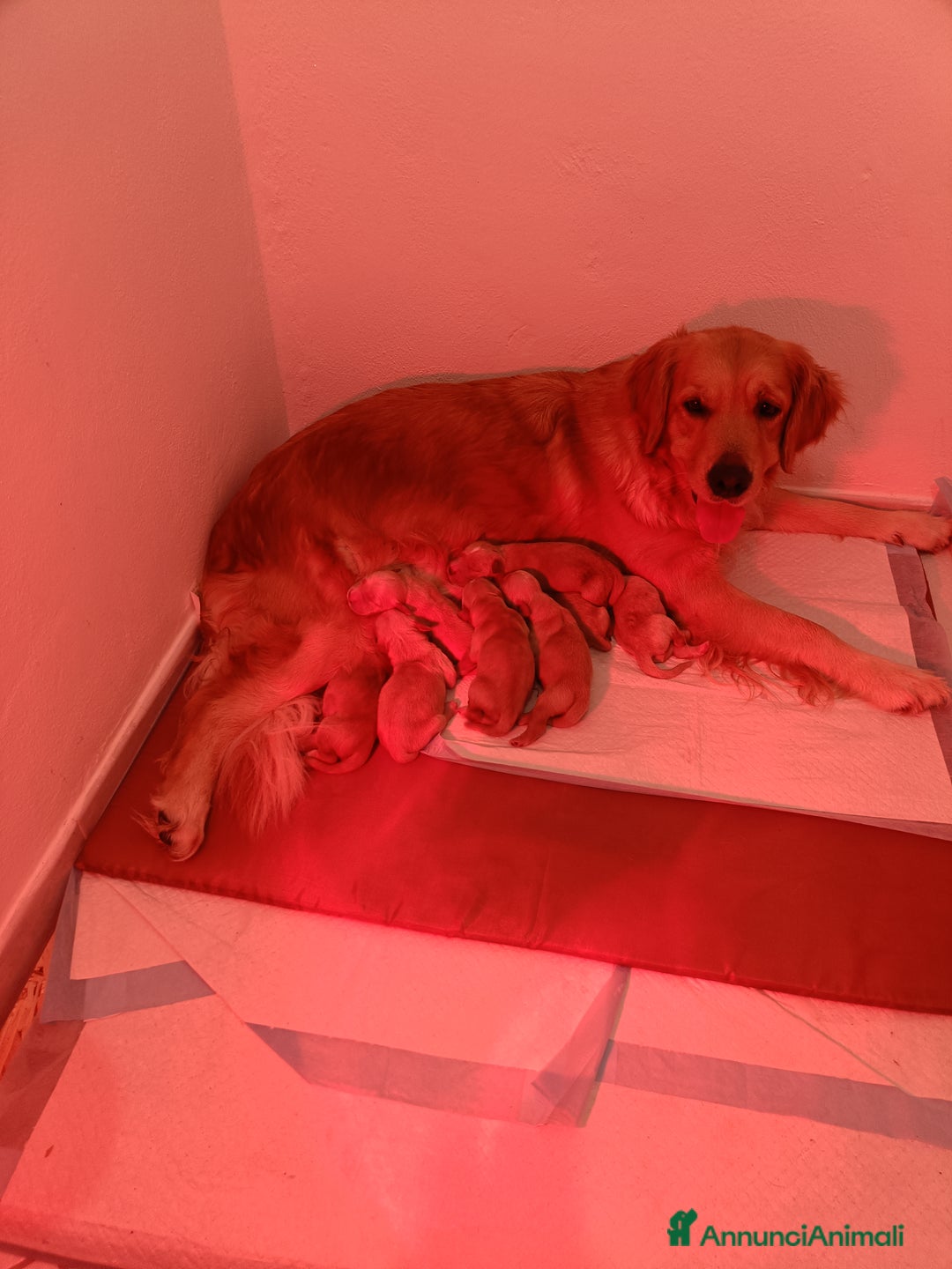 Golden Retriever cani in vendita: Golden retriever  - Annuncio 3