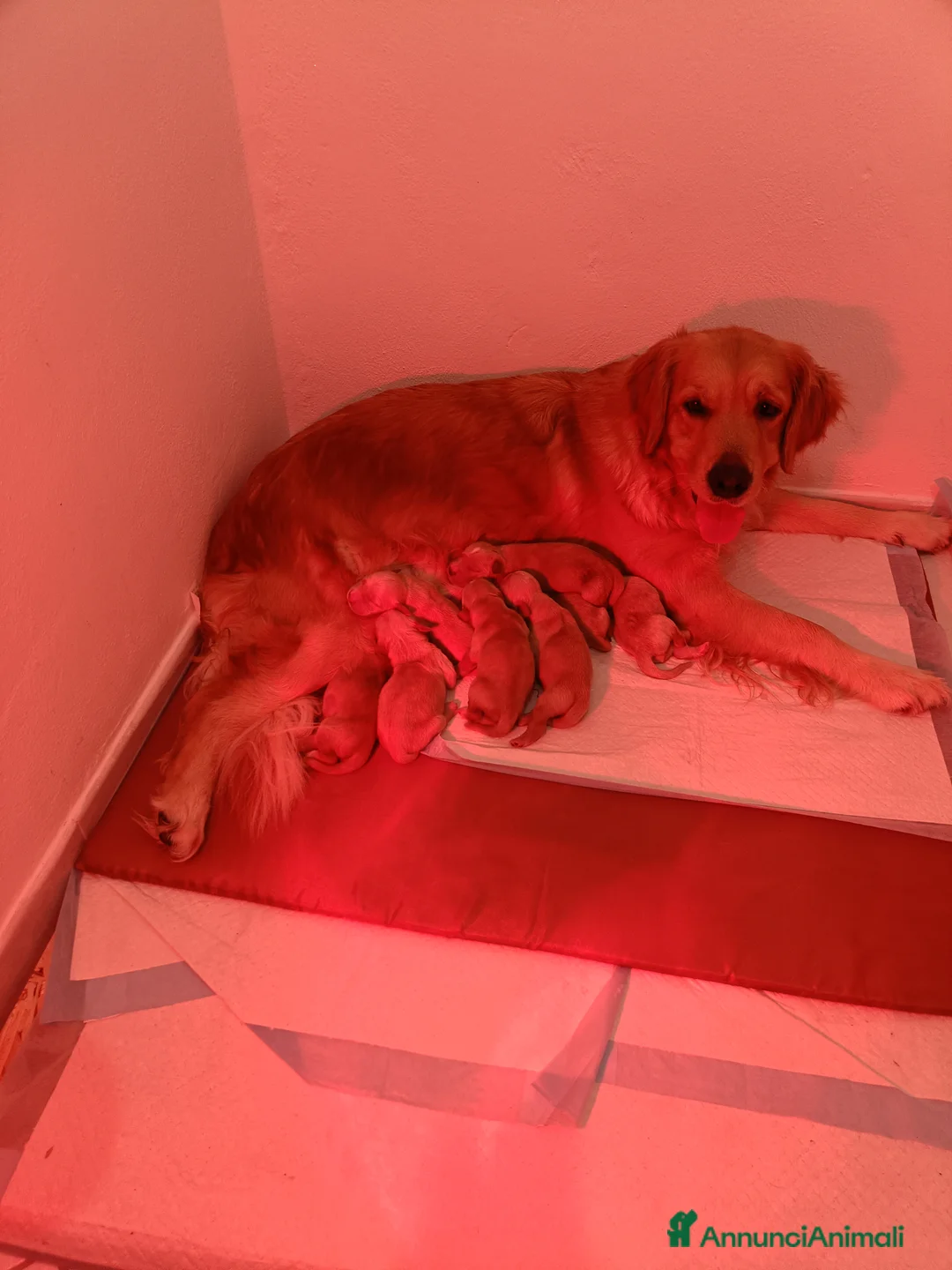 Golden Retriever cani in vendita: Golden retriever  - Annuncio 3