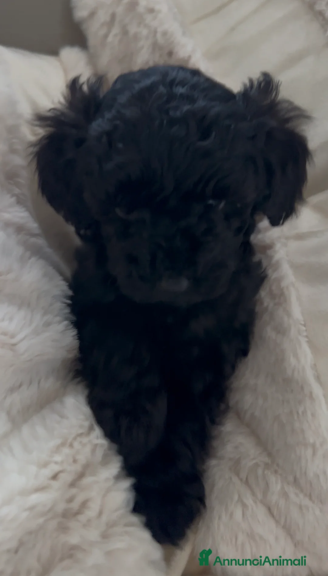 Barboncino cani in vendita: Barboncino nano ❤️ - Annuncio 1