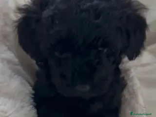 Barboncino cani Barboncino nano ❤️ - Annuncio 3