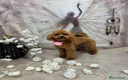 Barboncino cani in vendita: Meravigliose barboncine toy red - Immagine 1