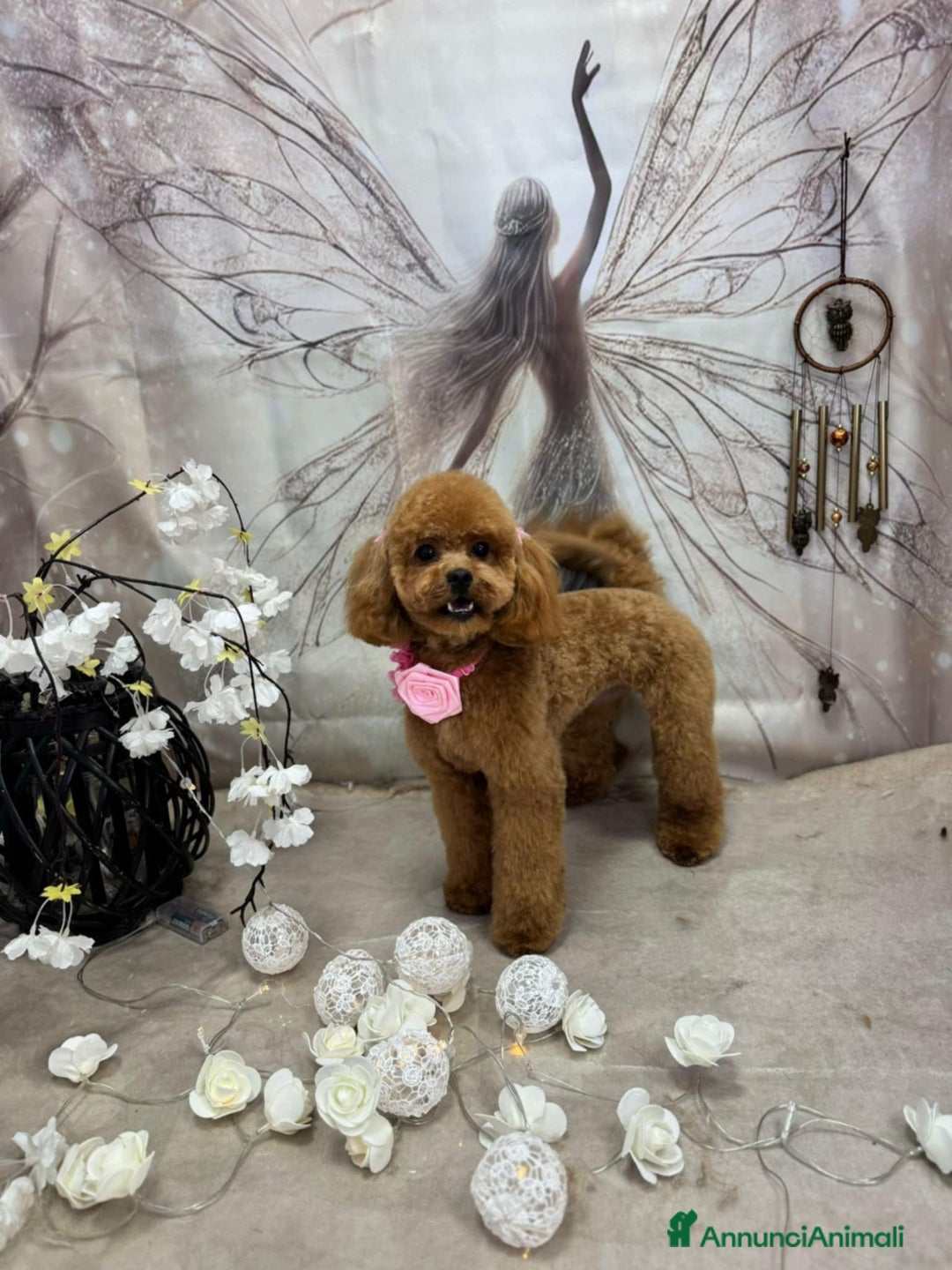 Barboncino cani in vendita: Meravigliose barboncine toy red - Immagine 1