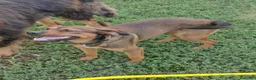 Meticcio cani in regalo: Jordan: cucciolotto taglia contenuta socievole  - Annuncio 9