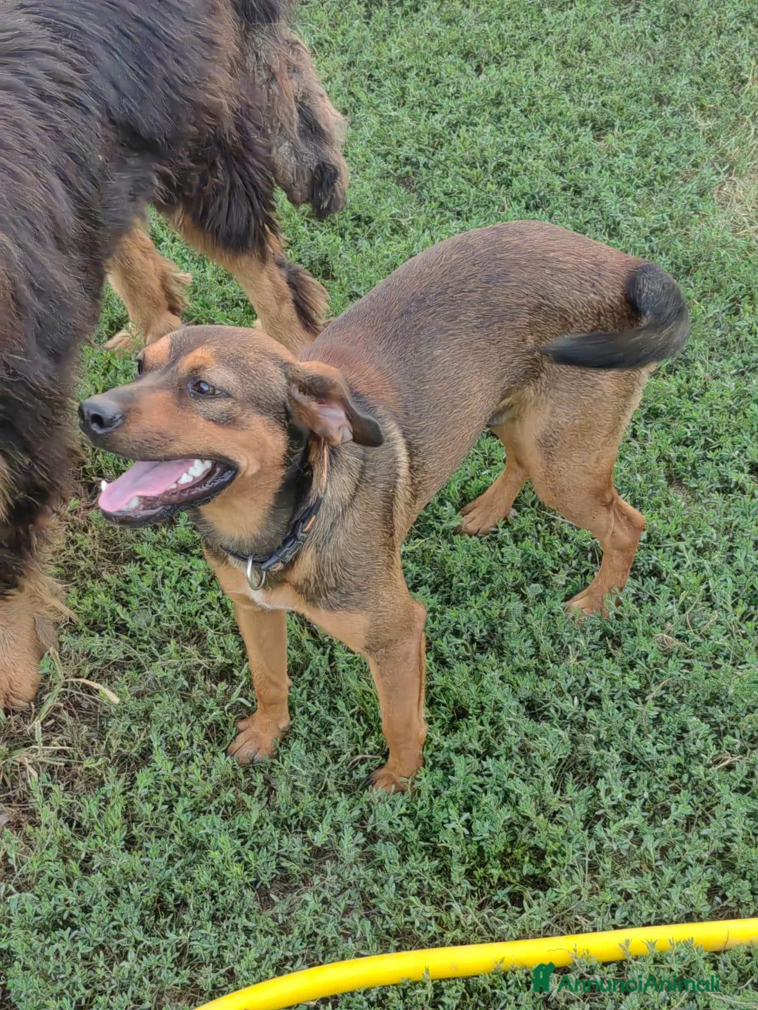 Meticcio cani in regalo: Jordan: cucciolotto taglia contenuta socievole  - Annuncio 9