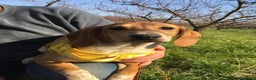 Segugio dell'Appennino cani in regalo: MUSA mix segugetta taglia medio piccola - Annuncio 1