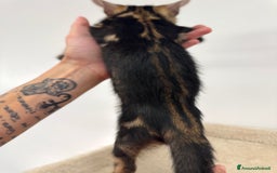 Bengala gatti in vendita: Cuccioli bengala a Provincia di Como - Immagine 7