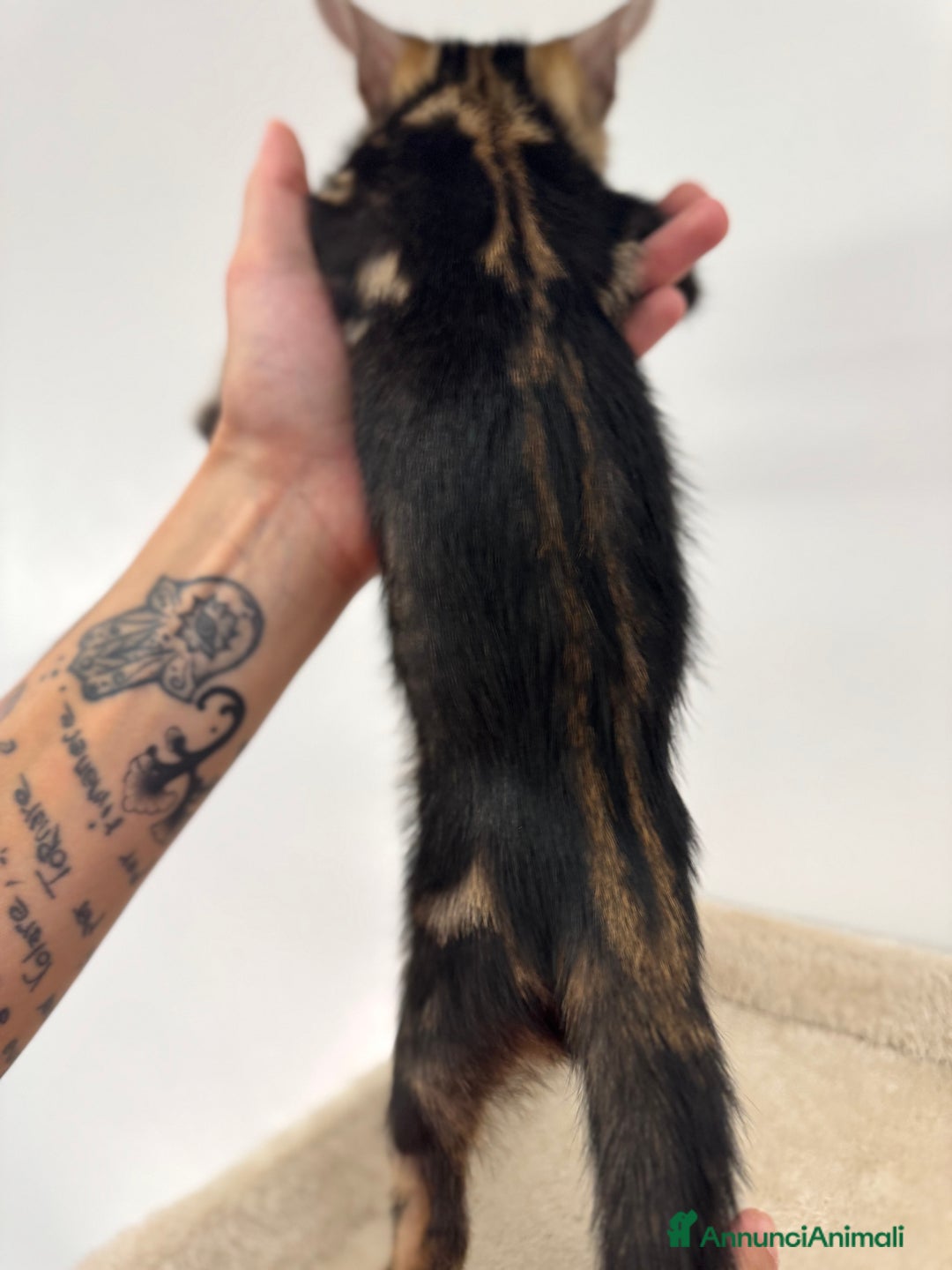 Bengala gatti in vendita: Cuccioli bengala a Provincia di Como - Immagine 7