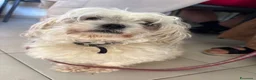 Meticcio cani in vendita: Vendo cani  a Provincia di Prato - Annuncio 1