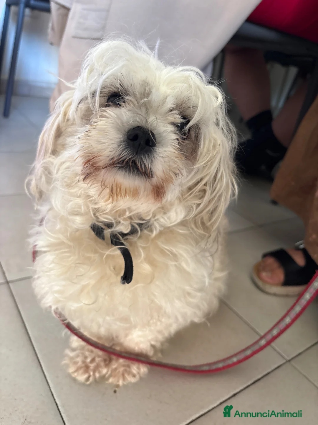Meticcio cani in vendita: Vendo cani  a Provincia di Prato - Annuncio 1