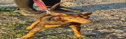 Pinscher Tedesco cani in regalo: Aron: 2 anni, 4 kg, socievole  - Annuncio 6