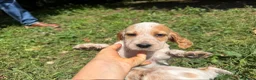 Setter Inglese cani in vendita: CUCCIOLI SETTER INGLESI - Annuncio 4
