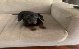 Bassotto cani per accoppiamento: Bassotta Kaninchen cerca bassotto a Provincia di Terni - Immagine 5