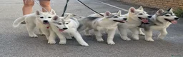 Husky cani in vendita: Siberian Husky - Annuncio 1