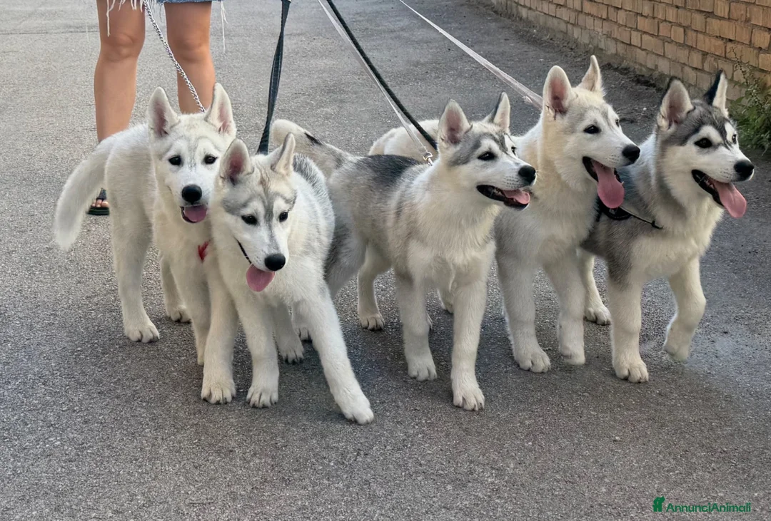 Husky cani in vendita: Siberian Husky - Annuncio 1