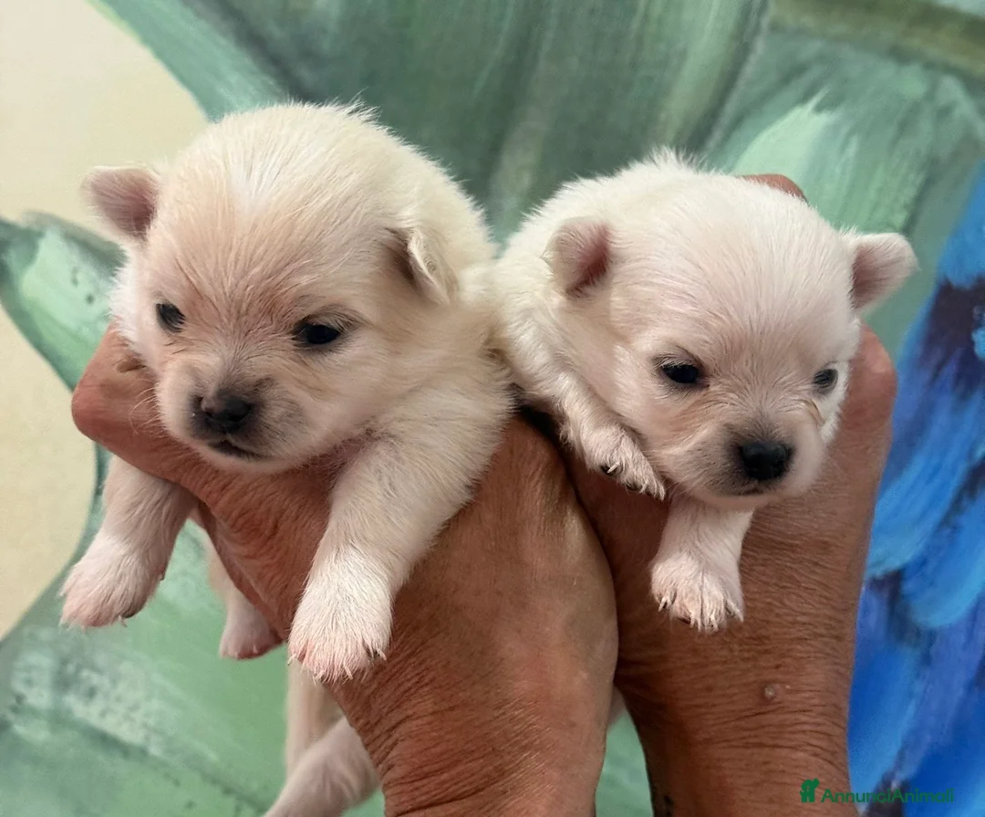 Chihuahua cani in vendita: Chihuahua  - Annuncio 2