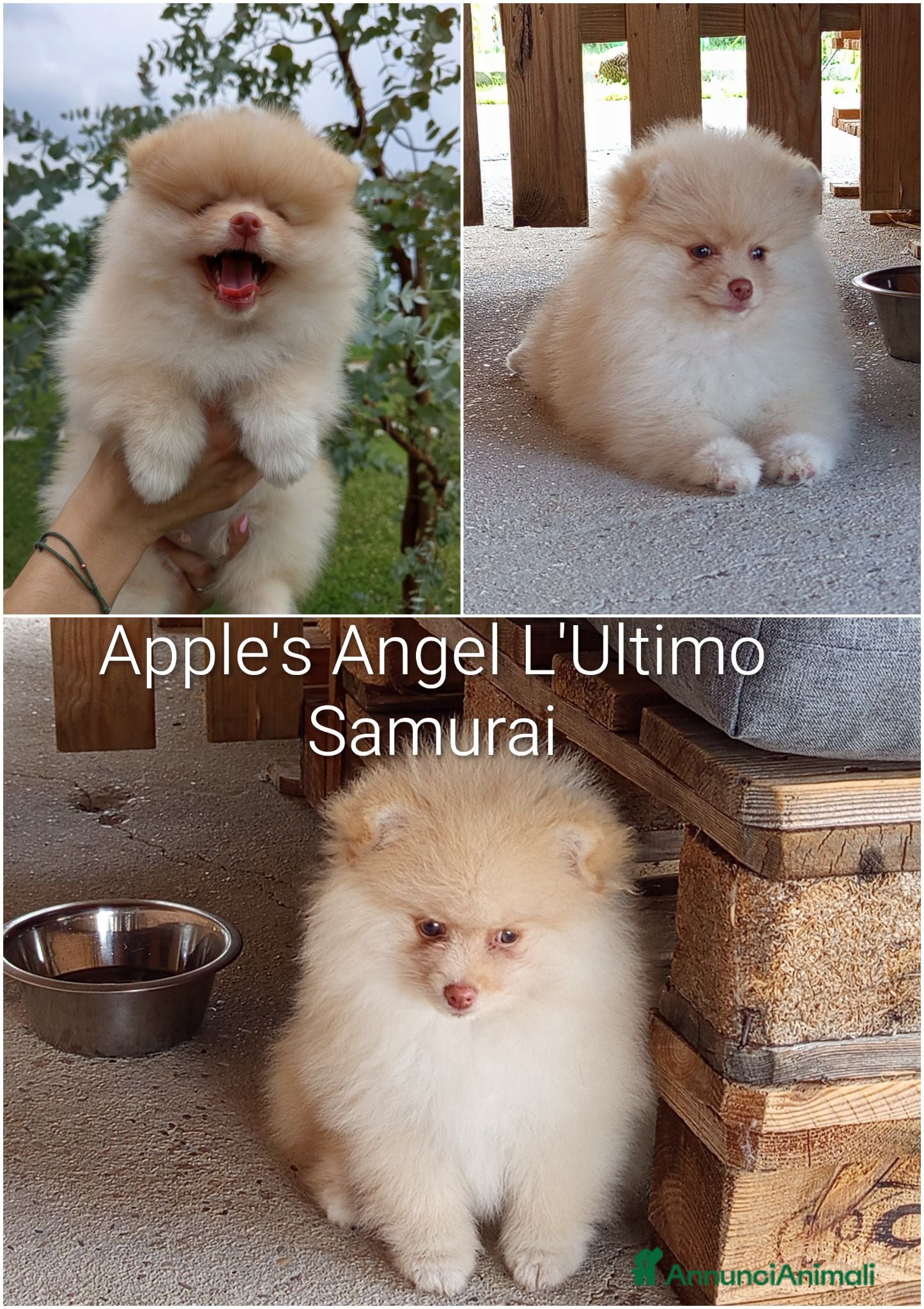 Spitz cani Cucciolo di Spitz tedesco  - Annuncio 2