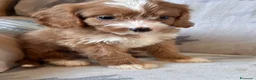 Cavapoo cani in vendita: Cuccioli di cane Cavapoo - Annuncio 8