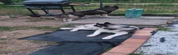 Husky cani in regalo: Regalo cucciolo di hasky a Provincia di Savona - Annuncio 2